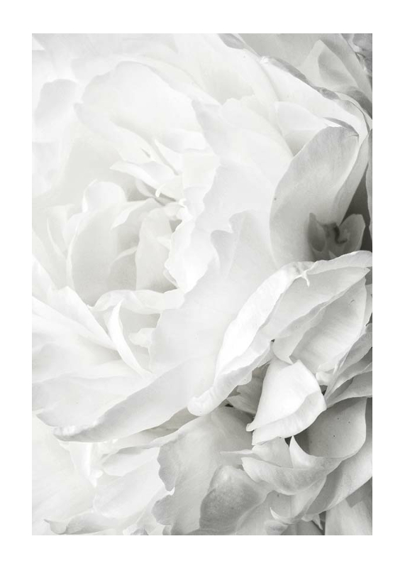 White Rose No2-1