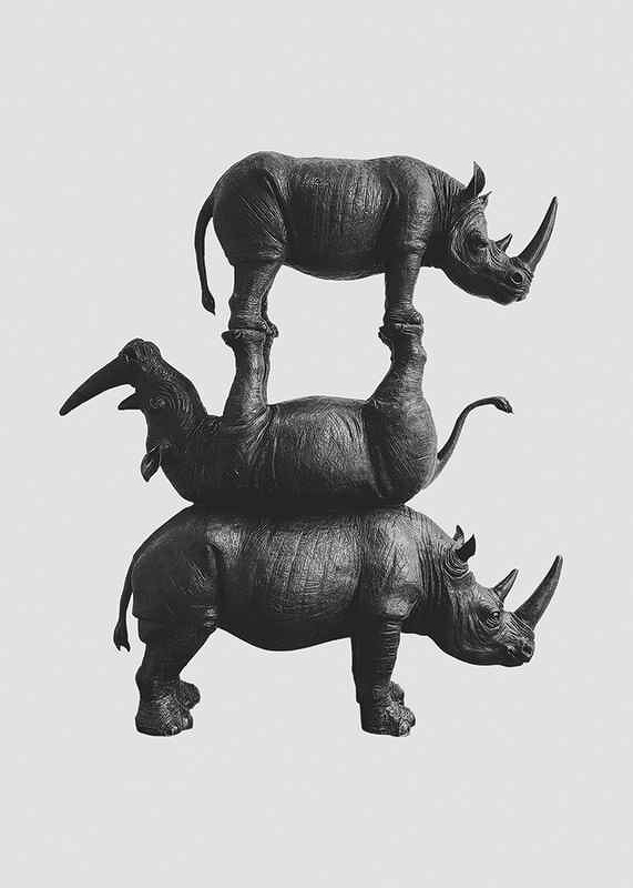 Three Rhinos-3