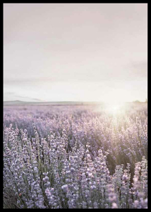 Provence Lavender-2