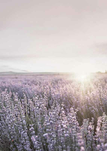 Provence Lavender-3
