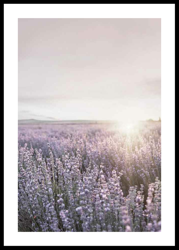 Provence Lavender-0