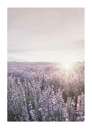 Poster Provence Lavender