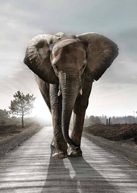 Elephant Road-3