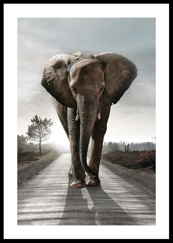 Elephant Road-0