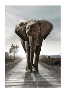 Elephant Road-1