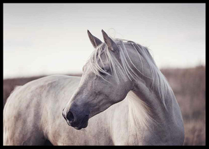 White Horse-2