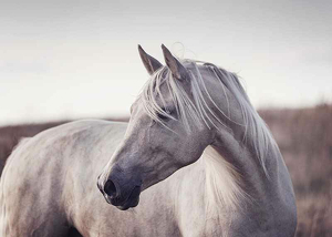 White Horse-3