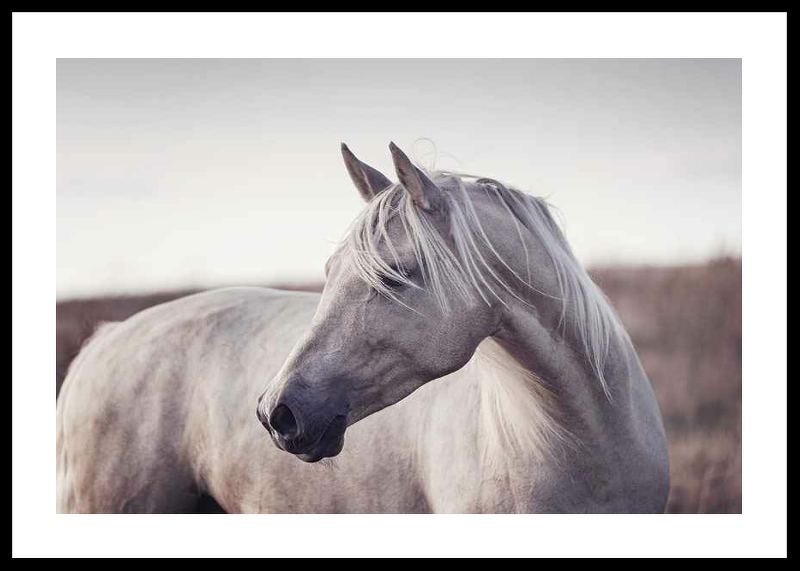 White Horse-0