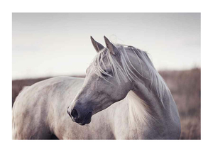 White Horse-1