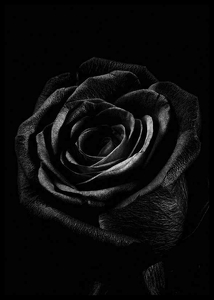 Black Rose-2