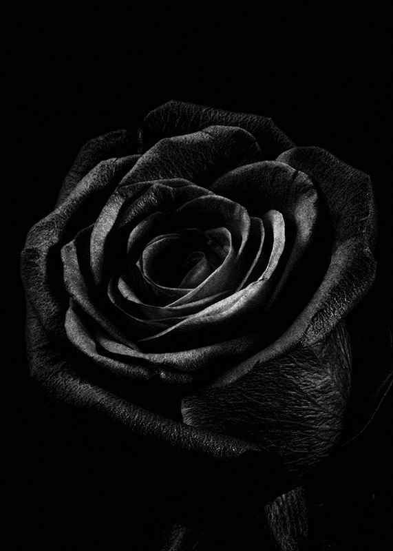 Black Rose-3