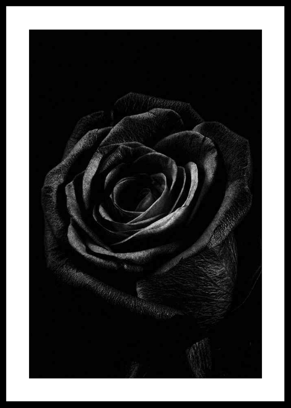 Black Rose-0