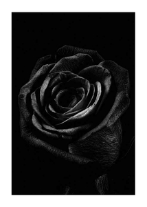Black Rose-1
