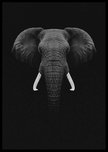 Black Elephant-2