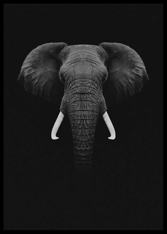 Black Elephant-2