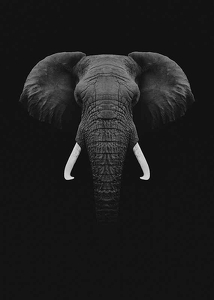 Black Elephant-3