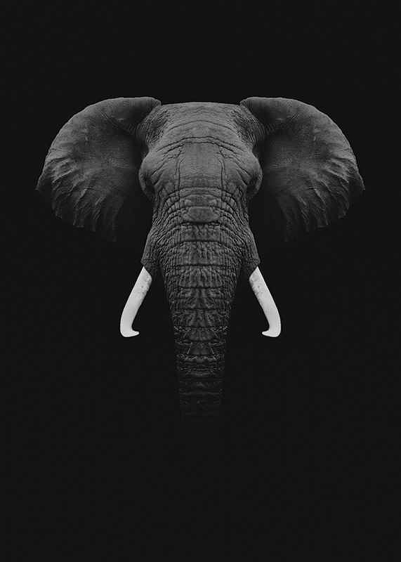 Black Elephant-3