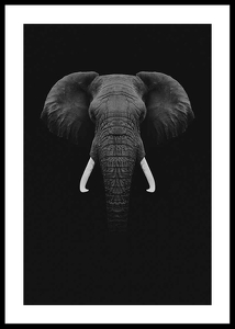 Black Elephant-0