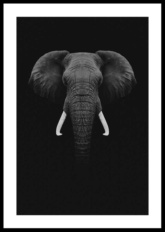 Black Elephant-0