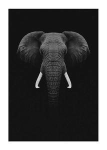 Black Elephant-1