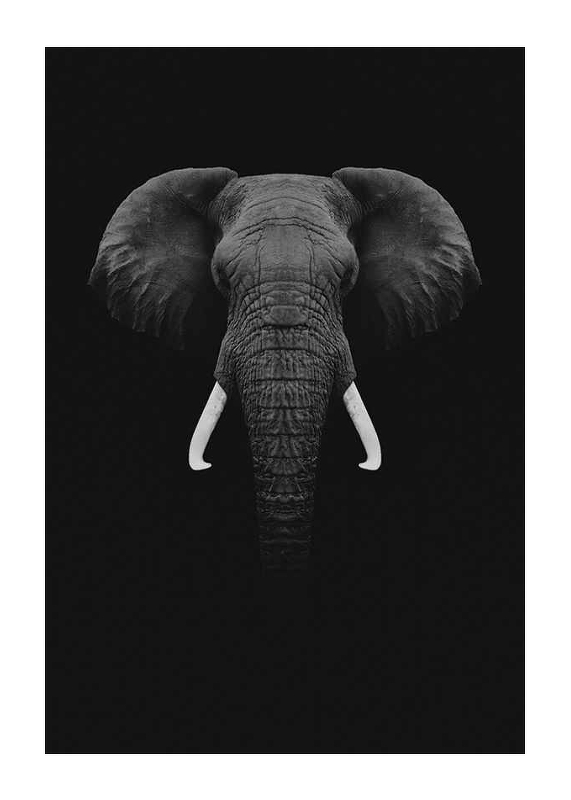 Black Elephant-1