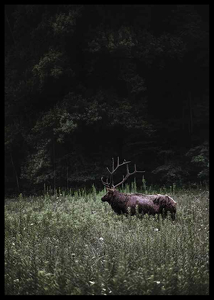 Deer in Nature-2