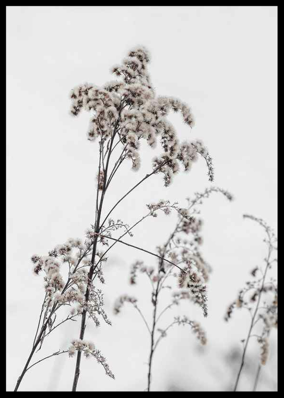 Dry Flowers-2