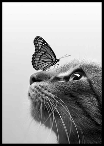 Butterfly Cat-2