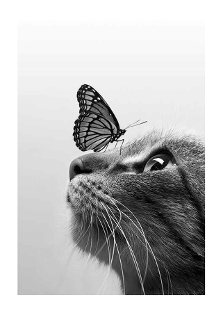 Poster Butterfly Cat