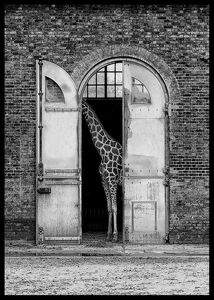 Hiding Giraffe-2