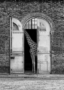 Hiding Giraffe-3