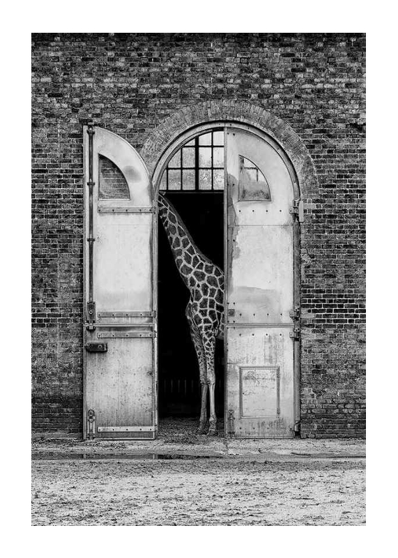 Hiding Giraffe-1
