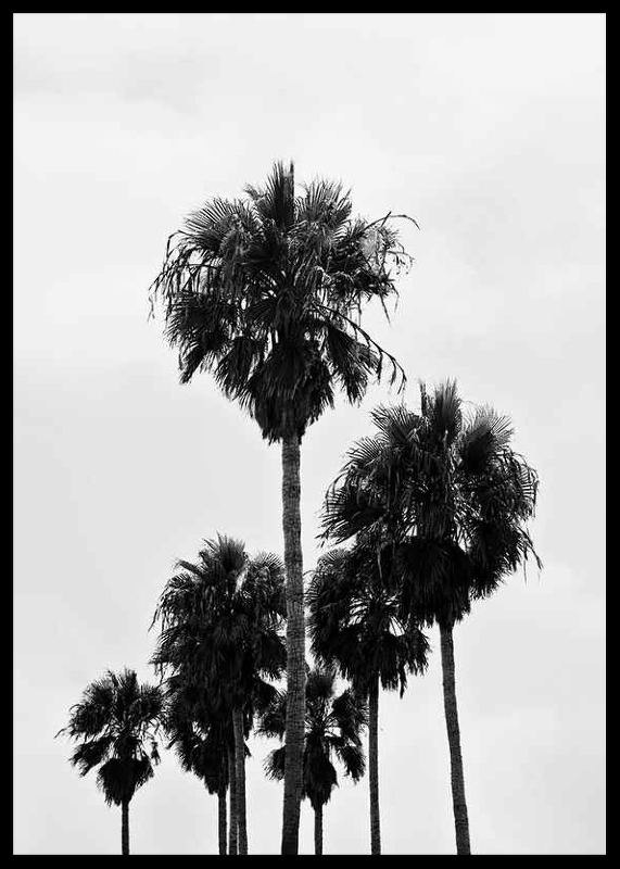L.A Palm Trees-2