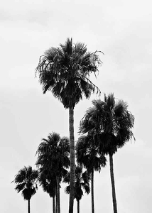 L.A Palm Trees-3