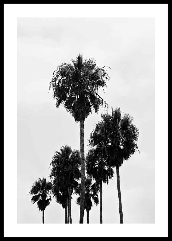 L.A Palm Trees-0