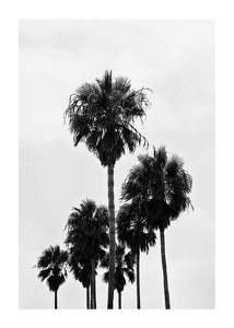 L.A Palm Trees-1