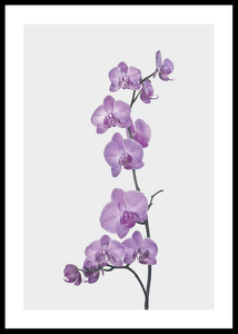 Orchids-0