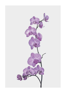 Orchids-1