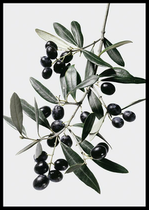 Olive Branch-2