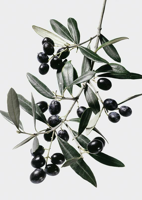 Olive Branch-3