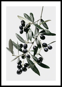 Olive Branch-0