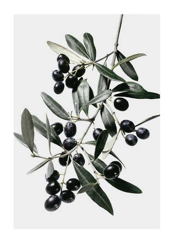 Olive Branch-1