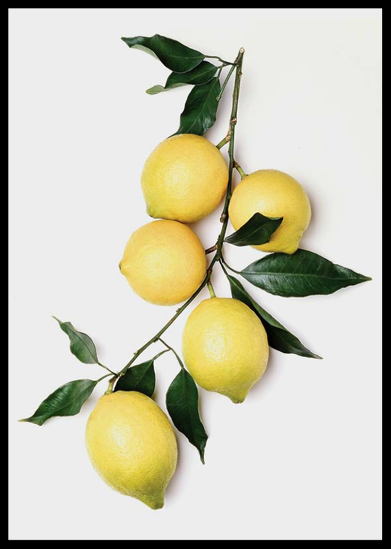 Lemons With Leaves-2