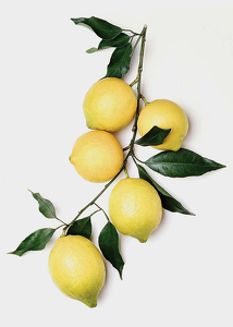 Lemons With Leaves-3
