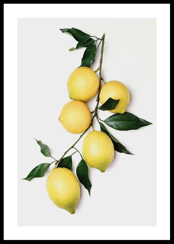 Lemons With Leaves-0