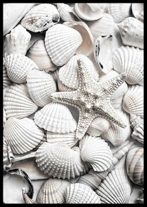 Seashells-2