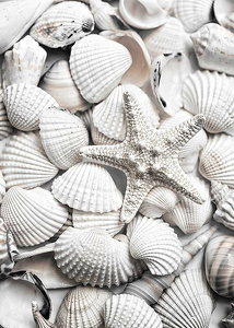Seashells-3