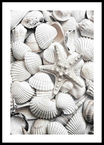 Seashells-0
