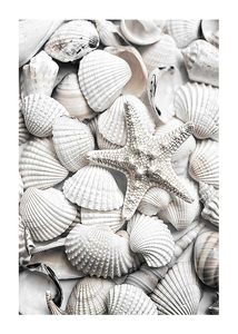 Poster Seashells