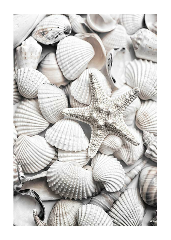 Seashells-1
